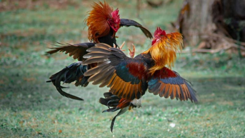 Sảnh đá gà GA28 quy tụ nhiều chiến kê hiếu chiến, dũng mãnh